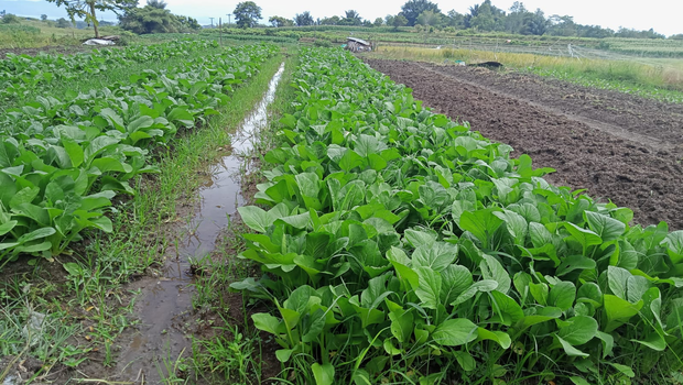 Pemanenan Sayur Manis yang Benar