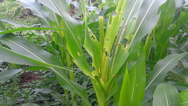 Hama pada Jagung dan Cara Mengatasinya