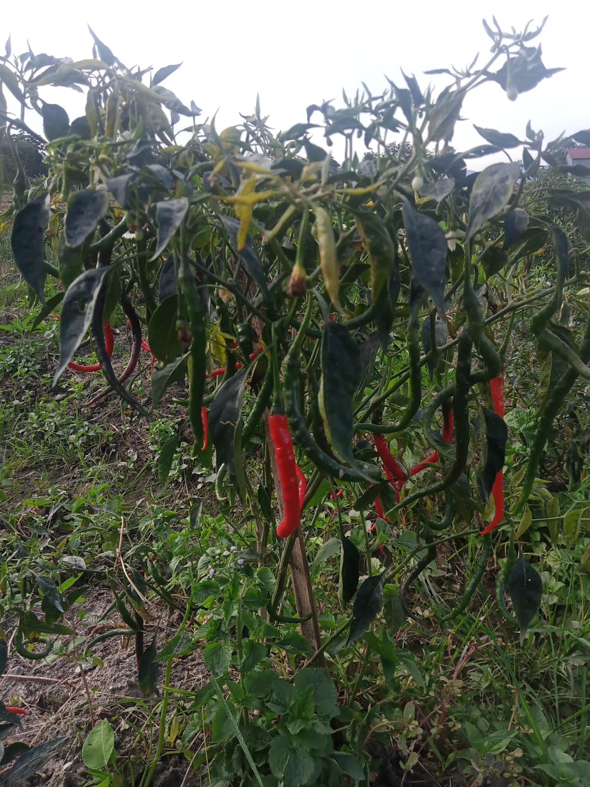 Panduan Pemupukan Tanaman Cabai Merah Agar Buahnya Melimpah